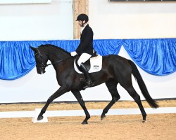 dressage horse Lillet noir (Hanoverian, 2020, from La Vie)