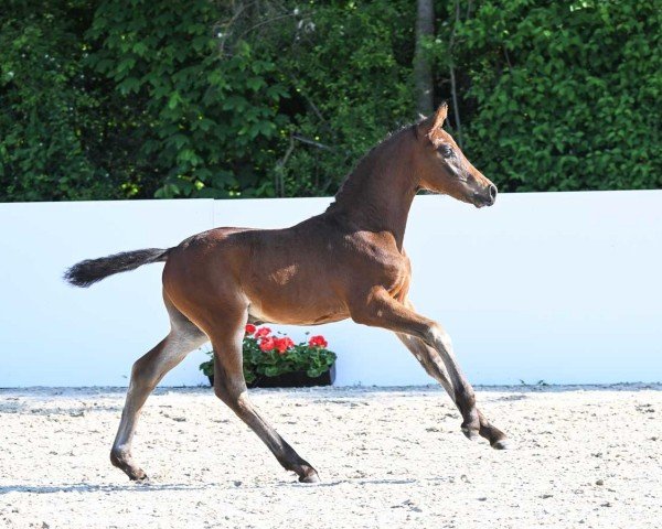 dressage horse Something Special (German Sport Horse, 2023, from So Perfect)
