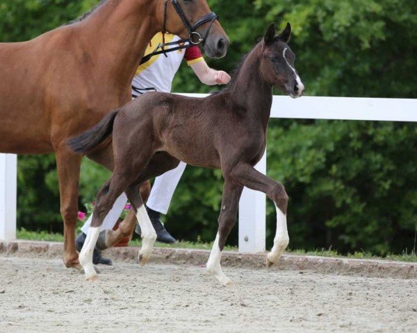 Dressurpferd For Ever Quantaz (Deutsches Sportpferd, 2022, von Fontaine TN)