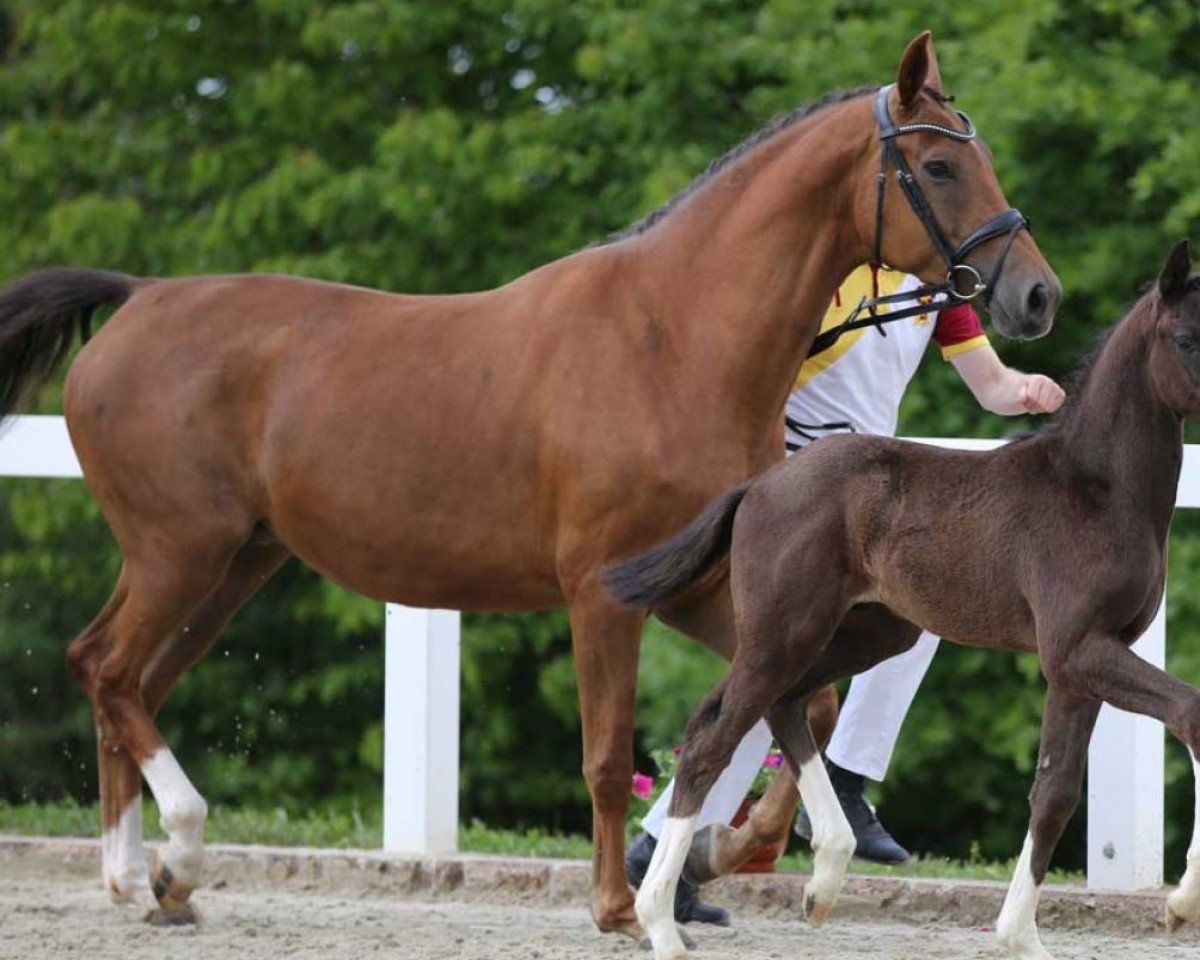 broodmare Diamantina (German Sport Horse, 2018, from Don Royal)