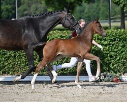 dressage horse Fantasy (German Sport Horse, 2022, from Fiancé)