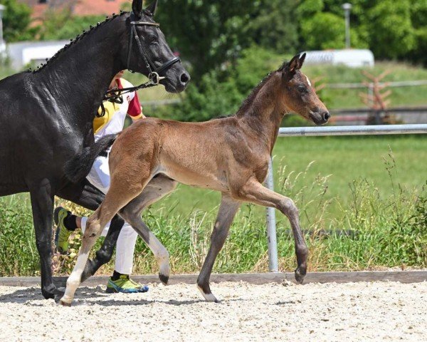 dressage horse Daremo (German Sport Horse, 2022, from Damaschino)