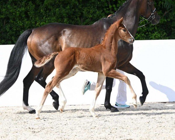 Dressurpferd Valentino (Deutsches Sportpferd, 2022, von DSP VA Bene)