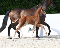 dressage horse Valentino (German Sport Horse, 2022, from DSP VA Bene)