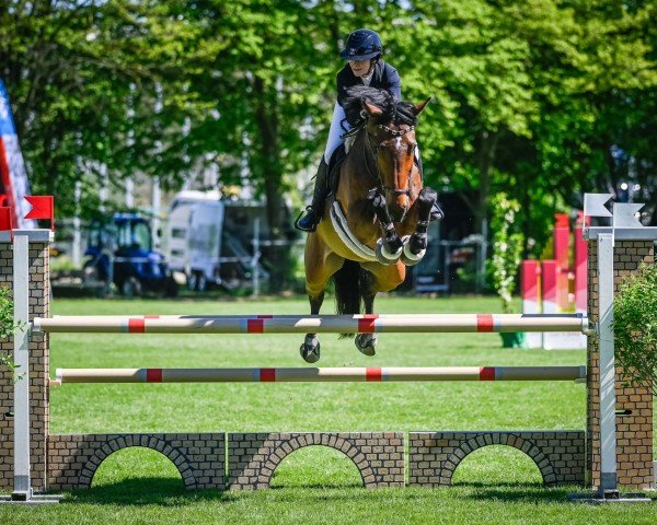 Springpferd Lord Leopold Sb (KWPN (Niederländisches Warmblut), 2016, von Zambesi TN)