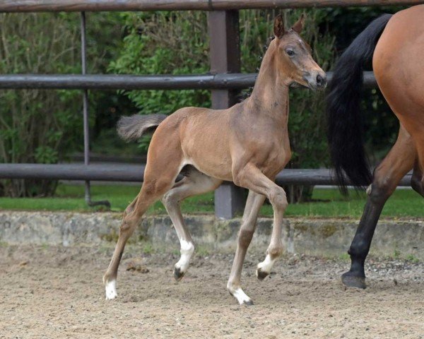 dressage horse Viva Monte (German Sport Horse, 2022, from Vivaldon)