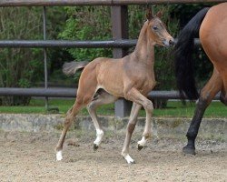 dressage horse Viva Monte (German Sport Horse, 2022, from Vivaldon)