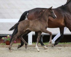 dressage horse Figaru (German Sport Horse, 2022, from Fair Deal)