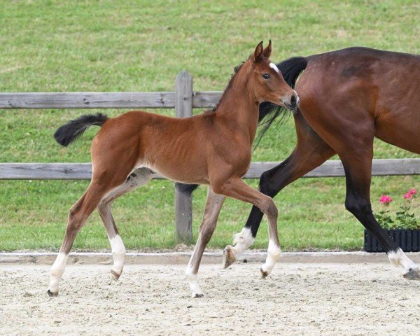 Dressurpferd Be my Girl (Deutsches Sportpferd, 2022, von Bailador)