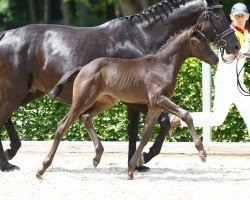 dressage horse Fantasia (German Sport Horse, 2022, from Fair Deal)