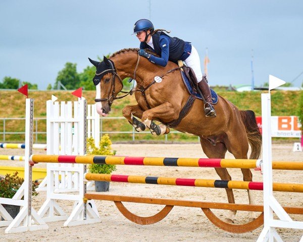 Springpferd Zatchmo (Holsteiner, 2017, von Zirocco Blue)