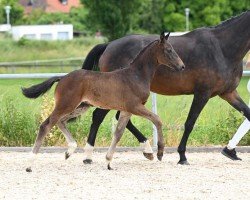 Dressurpferd Fisrat Choice (Deutsches Sportpferd, 2022, von Birkhof's Fair Game OLD)