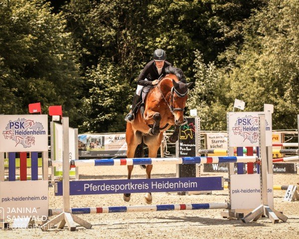 jumper Quentino R (German Sport Horse, 2016, from Quite Easy I)