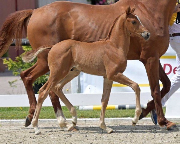 dressage horse Frenant (German Sport Horse, 2022, from Federer)