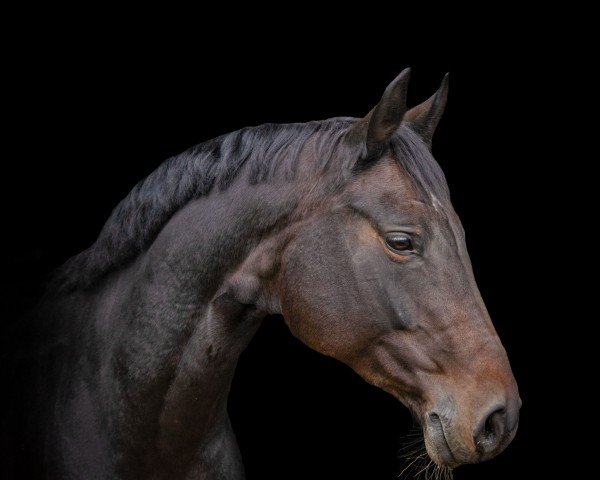 dressage horse Solina 11 (German Warmblood, 2013, from For Romance I)