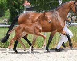 dressage horse Floribo (German Sport Horse, 2022, from Marburg's Floricello OLD)