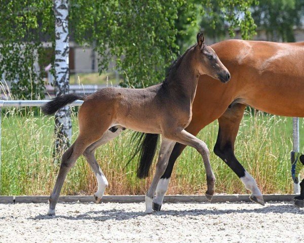 Dressurpferd Side Line (Deutsches Sportpferd, 2022, von Sandro Hit)