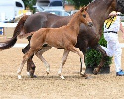 dressage horse Vetrouv (German Sport Horse, 2022, from DSP VA Bene)