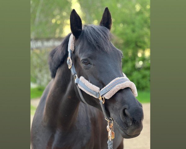 jumper Estella 110 (Hanoverian, 2008, from Earl)