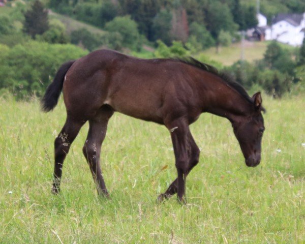 Fohlen Peppy Knight O Lena (Quarter Horse, 2024)