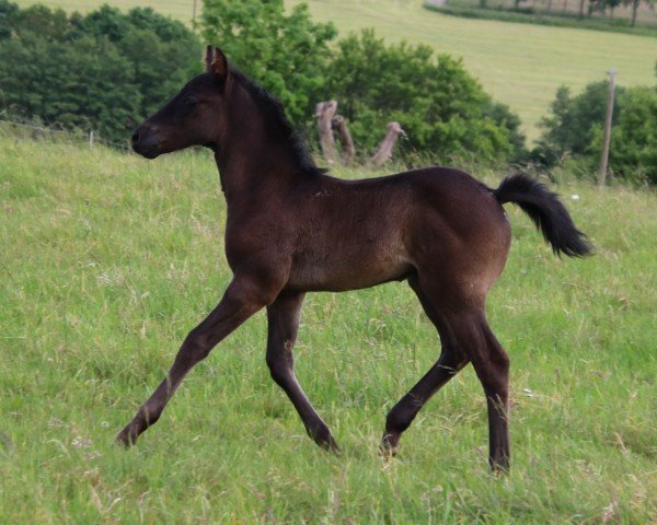 Fohlen Blue Roan Eyecatcher (Quarter Horse, 2024)