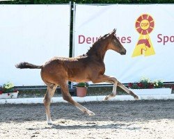 dressage horse Fineline (German Sport Horse, 2023, from Filox)