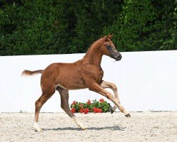 dressage horse Vantastic (German Sport Horse, 2023, from DSP VA Bene)