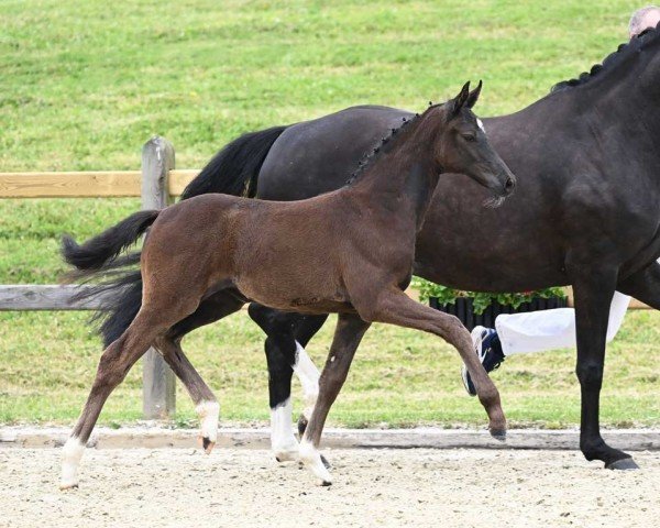 dressage horse Feline (German Sport Horse, 2023, from Feliciano)