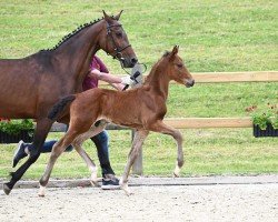 jumper Van Costo (German Sport Horse, 2023, from van Gogh)