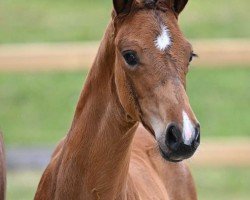 dressage horse Valina (German Sport Horse, 2023, from DSP VA Bene)