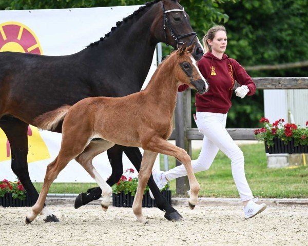 dressage horse Best Deal (German Sport Horse, 2023, from Callaho's Benicio)