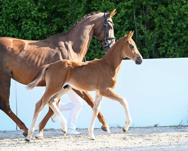 dressage horse Sezaux (German Sport Horse, 2023, from Sezuan's Donnerhall)