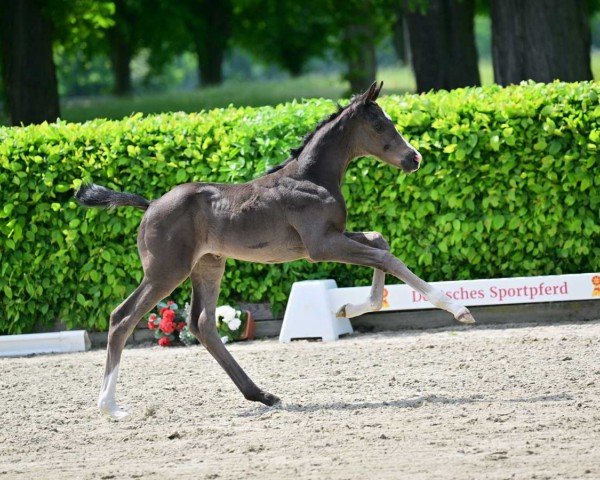 dressage horse Kira (German Sport Horse, 2023, from Kjento)