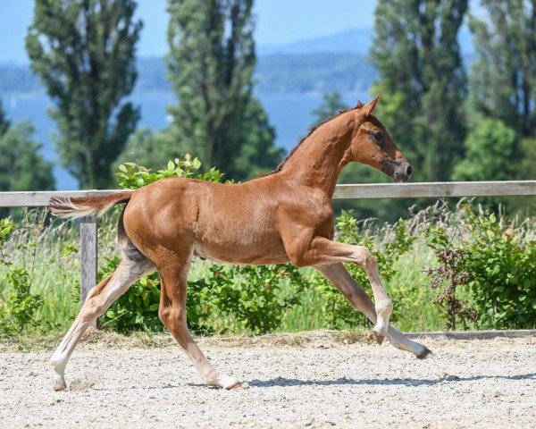 Dressurpferd Fantastic Boy (Deutsches Sportpferd, 2023, von Feliciano)