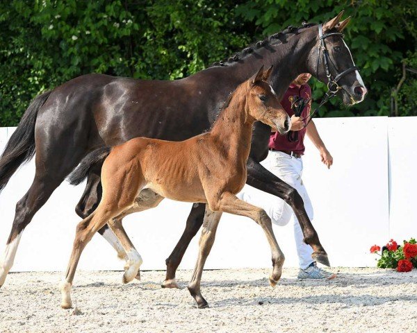 dressage horse Tsulina (German Sport Horse, 2023, from Total McLaren)