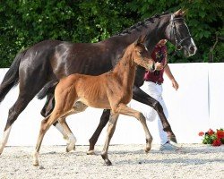 Dressurpferd Tsulina (Deutsches Sportpferd, 2023, von Total McLaren)