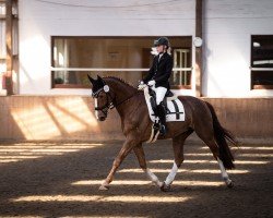 dressage horse Aladin 625 (Hanoverian, 2003, from Alabaster)