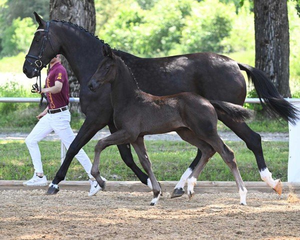 Dressurpferd Impressive (Deutsches Sportpferd, 2023, von Imposantos)