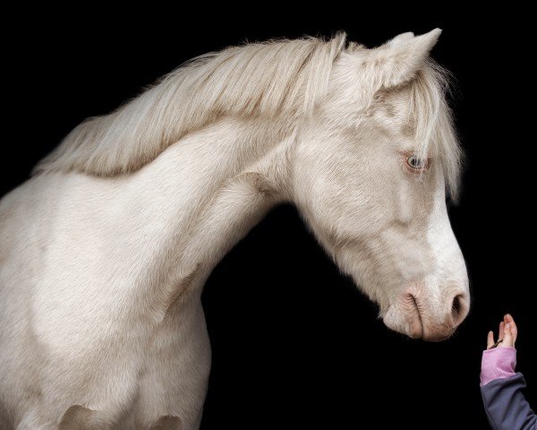 Zuchtstute Wolverton Gladys (Welsh Mountain Pony (Sek.A), 2009, von Bushmoor Lord Brocket)