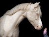 Zuchtstute Wolverton Gladys (Welsh Mountain Pony (Sek.A), 2009, von Bushmoor Lord Brocket)