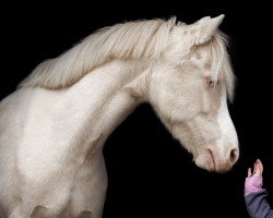 broodmare Wolverton Gladys (Welsh mountain pony (SEK.A), 2009, from Bushmoor Lord Brocket)