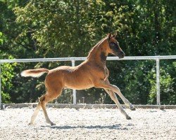 dressage horse Nintendo (German Sport Horse, 2023, from Nechristo)