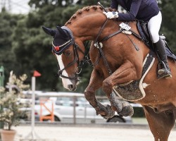 jumper Supreme Top (Hanoverian, 2014, from Stolzenberg)