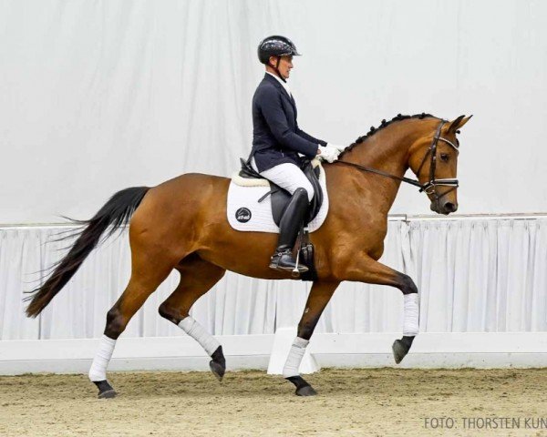dressage horse Valencia (Hanoverian, 2020, from Valverde NRW)