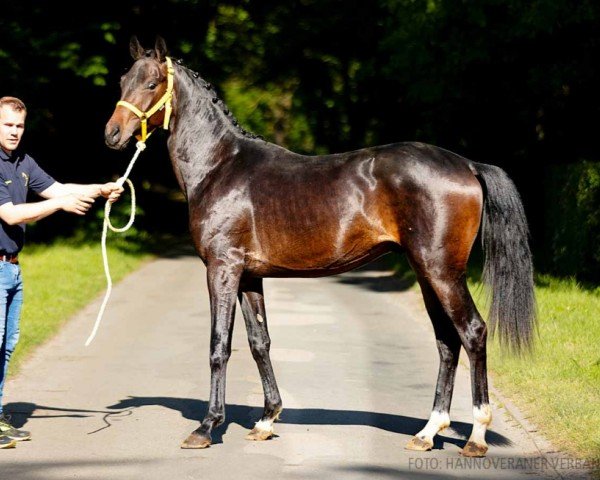 dressage horse Flic Flac (Hanoverian, 2022, from For Romance I)