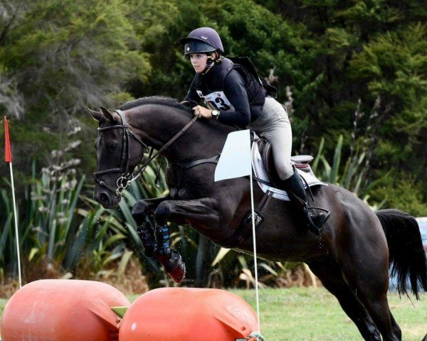 jumper Henton High Court (Hanoverian, 2014, from Hyperion)