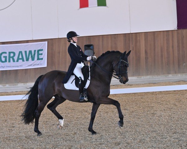 stallion Fuerst Charmeur PS (Oldenburg, 2016, from Fürstenball)