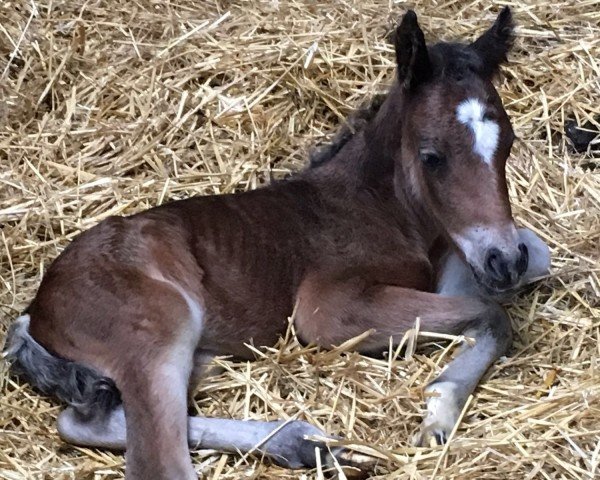 Pferd Nutella (Deutsches Reitpony, 2016, von Nature Boy)