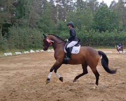 dressage horse Fidelio 346 (German Sport Horse, 2017, from Fehrbellin)