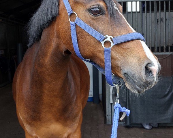 Zuchtstute Nolimit van het Wilderhof (Belgisches Reitpony, 2009, von Vedet van de Vondelhoeve)